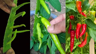 Best idea For Growing Peppers Tree with Aloe vera technique New Faster lots of fruit 100% success