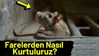 Farelerden Nasıl Kurtulurum? Farelerden Kurtulma Yolları.