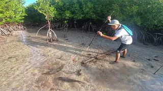 Menombak Ikan di hutan bakau saat air laut surut sore hari, hasilnya langsung dimasak