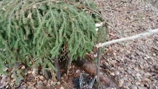 Проверка капканов на куницу. Установка капканов. Лоси.