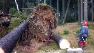 Very Dangerous tree felling Chainsaw Husqvarna 560 XP - Storm Herwart Europe