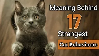 Meaning Behind 17 Strangest Behaviours of Cats Explained | Decode your Cat's Behaviour