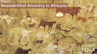 Neanderthal Ancestry in Africans
