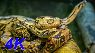 The Most Venomous Snakes in the World/ 4K video