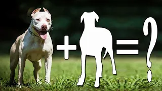 12 Adorable American Pitbull Terrier Mix Breed Dogs | Pitbull Mixes