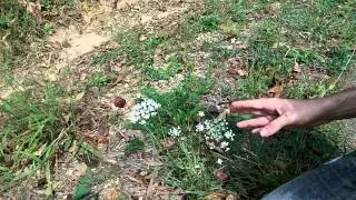 Wild Carrot Vs Poison Hemlock