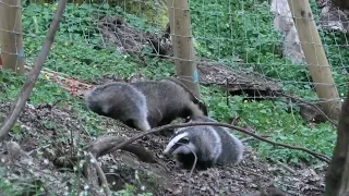 Wild Scottish Badgers - trouble with cubs