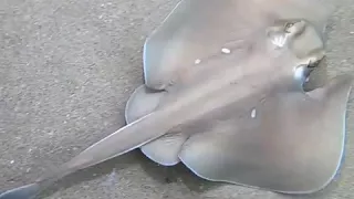 HORRIFIC INJURY to one of our beautiful marine life.