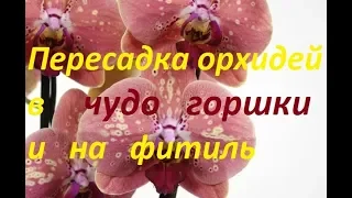 Пересадка орхидей в чудо горшки и на фитиль. Ваши растения будут Вам благодарны