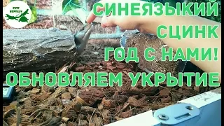 Синеязыкий сцинк год с нами! Обновляем укрытие