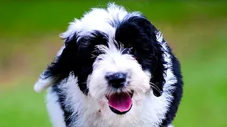 Sheepadoodle - Top 10 Pros and Cons of Owning a Sheepadoodle