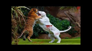 LİON vs TİGER Real Fight ►► Crocodile Hyena Jackal Mongoose Cobra Snake Hippo Wild Dogs Attack Deer