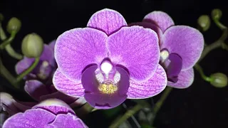 Орхидея Виолет Квин Violet Queen. Очаровательная  красотка нереального цвета!!!!!!!