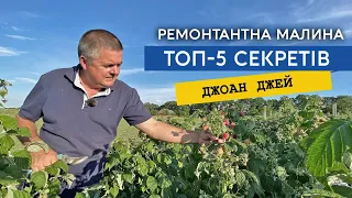 Основні секрети вирощування ремонтантної малини Джоан Джей. Огляд сорту та його переваги JOAN J