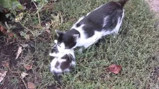 Кошка несет котенка. Заботливая кошка. mother cat saves kitten