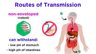 Routes of Viral Transmission