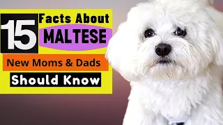 15 Important Facts  About Maltese Dogs All New & Prospective Owners Should Know!