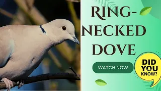 ring-necked dove facts