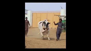 Biggest bull video beautiful cow video #shortvideo