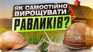 Як самостійно вирощувати равликів? Равликова ферма на Тернопільщині.