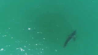 drone footage of great white shark swimming at full speed