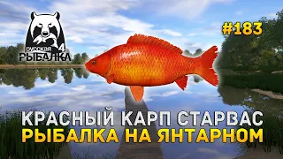 Красный карп Старвас. Рыбалка на Янтарном - Русская Рыбалка 4 #183