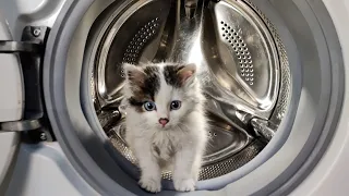 Experiment - Little Kitty - in a Washing Machine