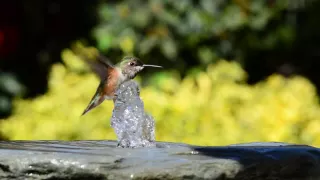 HUMMINGBIRD WALKING ON WATER