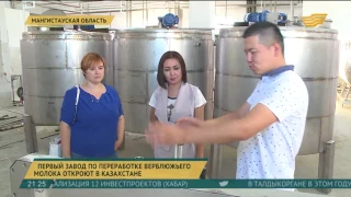 Первый завод по переработке верблюжьего молока откроют в Казахстане