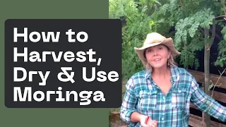 How to Harvest, Dry & Use Moringa