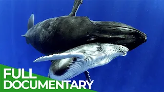 Whale Warriors: Saving Humpbacks - One Louse at a Time | Free Documentary Nature