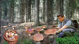 GIANT Mushrooms (2023). Picking WILD MUSHROOMS 2023, Extreme Boletus Mushrooms, mushrooms picking.