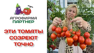 Эти томаты созреют точно