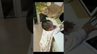 funny cats and dogs 2023/funny animals 2024/funny cat videos memes Tauqeer Ahmad 34