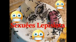 [SUIVI] DES SEXUEES chez mes fourmis (Lepisiota)  en nid Microfaune et en nid  pierre maison.Medoc72