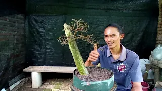 hanya batang lurus tapi jika sudah begini pada bilang bonsai bagus