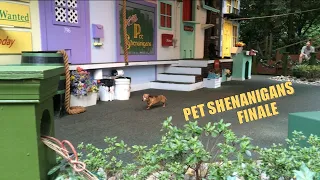 Pet Shenanigans Finale, Busch Gardens Williamsburg Animal Show | Non-Copyright