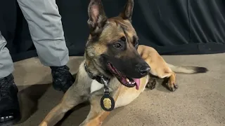 K9 who helped track escaped inmate Danelo Cavalcante honored at National Dog Show