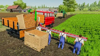 Full animated carrots harvest by hand with 4 workers | Farming Simulator 22