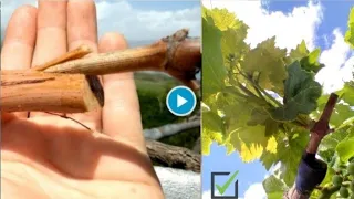 How to Graft an Old Vine. Demonstration (tutorial). Result.