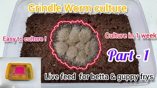 How to Easily Culture Grindal Worm |  Unlimited Live Food for Betta & Guppy fry