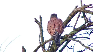 Digiscoping with Swarovski ATX 115mm