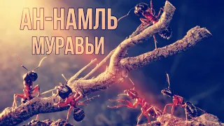 Сура 27 "Ан-Намль" (Муравьи) Аяты 1-58 - Абдуллах Хумейд