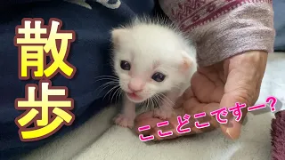 初めての場所を散歩するが怯えて飼い主に寄り添う生後16日目の赤ちゃん子猫【保護猫】