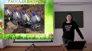 Выращивание капусты