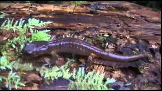 Herping the Pacific Northwest #1 A. gracile, P. vehiculum, and E. e. oregonensis!