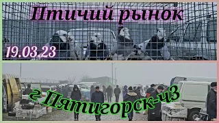 Pigeons prices Bird market, Pyatigorsk -ch3