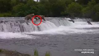 Bears Falling Off Brooks Falls | Best of Bear Cam