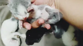 cara merawat anak kucing baru lahir sampai usia seminggu