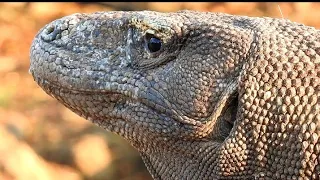 Komodo dragons brutally swallow Timor Deer